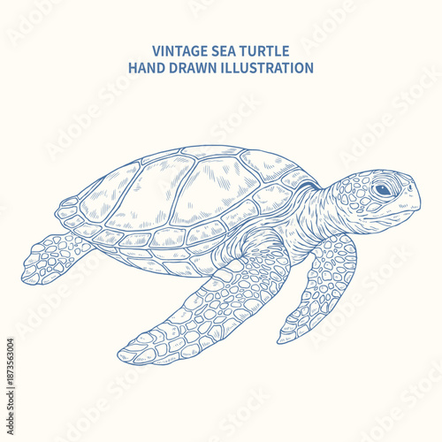 Vintage hand drawn sea turtle illustration, detailed engraving sketch of marine green turtle for nautical and ocean life design isolated