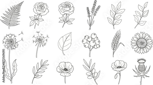 Collection of hand-drawn botanical line art illustrations featuring various plants and flowers on a white background.