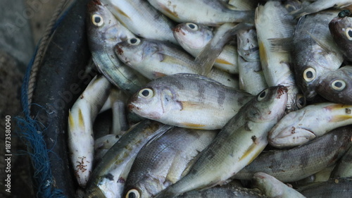 Фотография Fresh fish just caught by fishermen