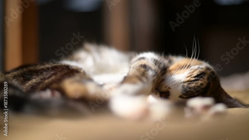 しっぽを振りながら日向ぼっこをするキジ猫