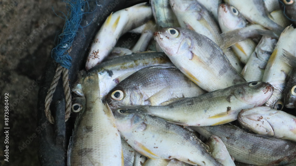 Obraz premium Fresh fish just caught by fishermen. These fish are packed in ice boxes and then sold at traditional markets.