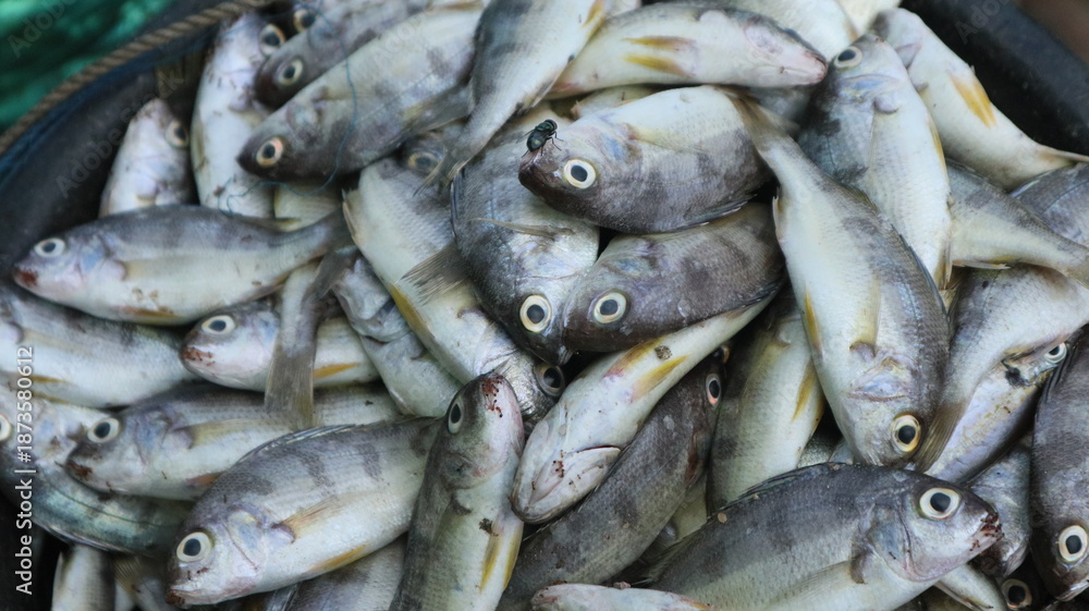 Obraz premium Fresh fish just caught by fishermen. These fish are packed in ice boxes and then sold at traditional markets.