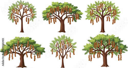 Sausage tree illustrations with hanging fruits and varied foliage, botanical vector for African flora, education, and nature design