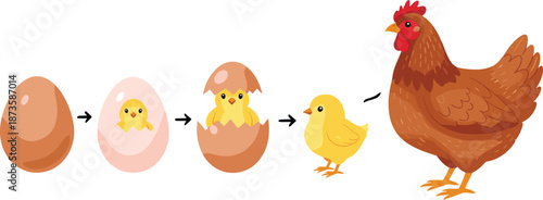 Chicken life cycle illustration, egg chick hatching growth stages, poultry farming education concept, cute cartoon vector design