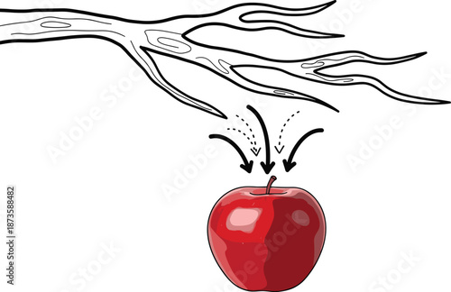 Falling apple from tree branch illustration, gravity concept inspired by Newton, simple educational physics drawing, isolated on white