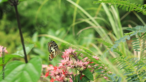 A multi-colored black butterfly will perch on a red-blooming Bleeding Heart Vine or Clerodendrum thomsoniae to suck nectar.