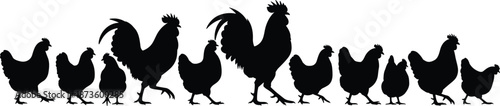 Chicken and rooster silhouette flock, farm poultry lineup illustration, black hen and rooster group graphic for agriculture design and animal art