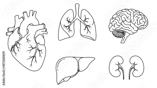 Comprehensive human internal organ anatomical set featuring heart lungs brain liver and kidneys for medical education and clinical healthcare business resources.