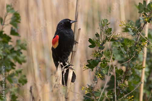 Red-winged blackbird perched on a reed