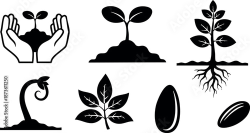 Plant Growth Cycle Vector Showing Seed Germination Development from Sprout to Mature Plant Illustration