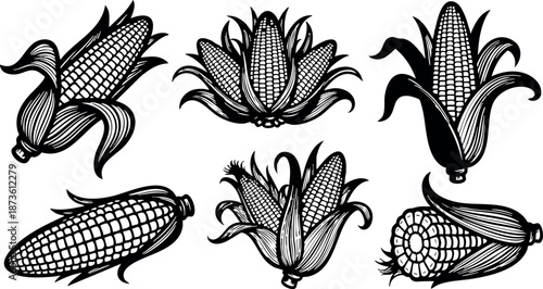 Vintage corn cobs black and white hand drawn vector illustration with husks and kernels detailed design