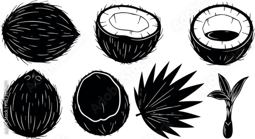 Coconut halves and whole coconuts with leaves and seedling vector drawing set in black and white design