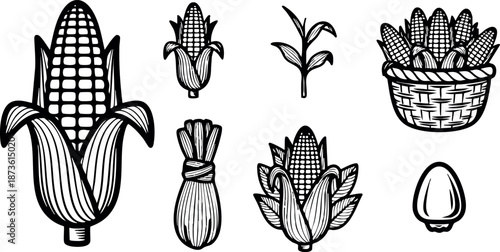 Corn cobs and kernels in various stages of growth and collection black line art vector illustration