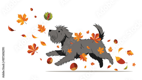 Energetic gray dog runs through a flurry of falling orange and yellow autumn leaves and chestnuts on a crisp and windy fall day.