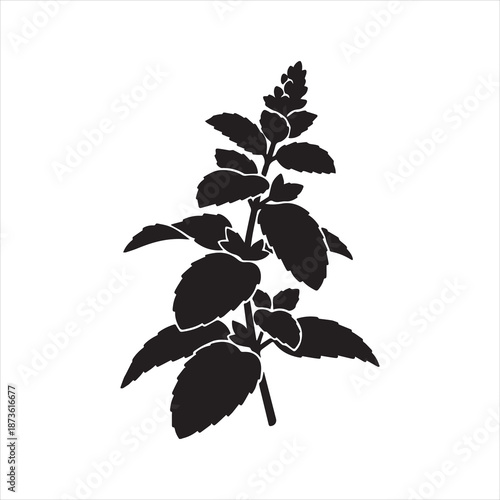 Silhouette Melissa officinalis branch plant silhouette vector Illustrator