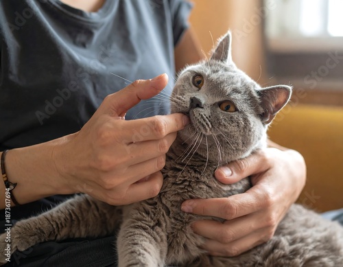 A person caresses a gray cat nestled in their lap indoors