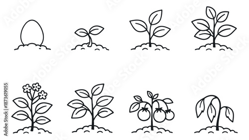 Hand drawn line art plant life cycle set featuring the development of plants from sprout to wilting for biology and gardening