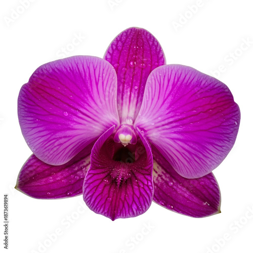 pink orchid isolated on white background