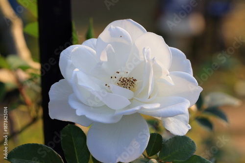 Foto Beautiful rose in the garden, close-up. Nature background