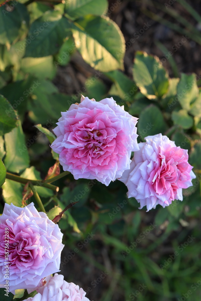 Obraz premium Beautiful rose in the garden, close-up. Nature background