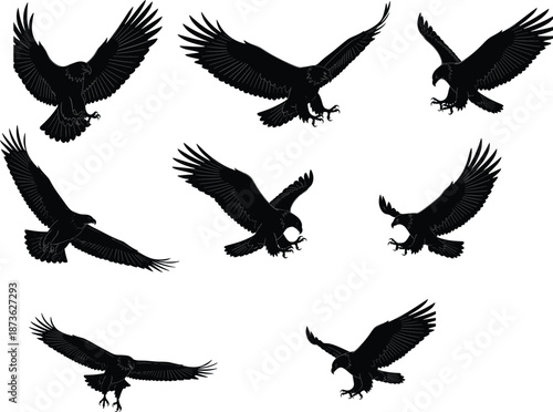 Detailed collection of majestic eagle silhouettes featuring predatory birds of prey in various flying and hunting poses for wildlife nature conservation and outdoor graphics