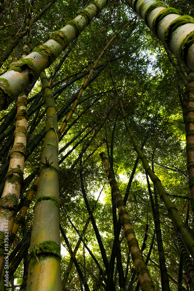 Fototapeta premium Reaching Skyward Beneath the Bamboo Canopy