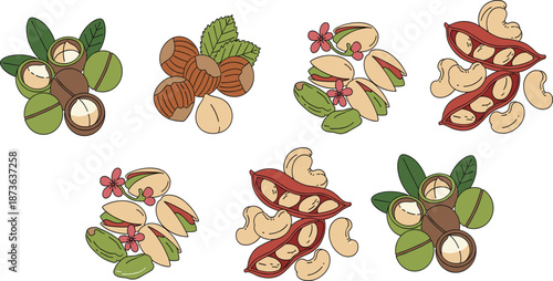 Assorted Nuts Illustration Set with Cashew, Pistachio, Hazelnut and Peanut, Hand Drawn Flat Vector Style