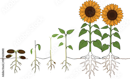 Sunflower Plant Growth Stages Vector Illustration Showing Seed Germination, Sprout Development, Root System and Flowering Lifecycle Diagram