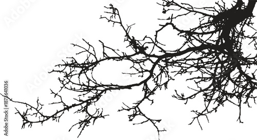 Bare tree branches silhouette extending diagonally on white background. Fine black botanical outline with organic natural structure. Perfect for nature concepts, seasonal designs, and minimalist graph