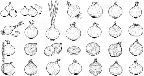 Hand Drawn Onion Vector Illustrations Set - Various Forms of Onions, Green Onions, and Sliced Onions in Line Art Style