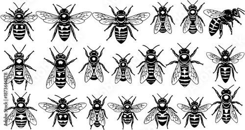 Black and White Vector Illustration of Various Honey Bee Shapes, Ideal for Print, T-shirt Designs, and Bee-Themed Graphics