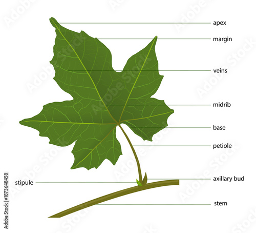 Labeled Diagram of Leaf Structure