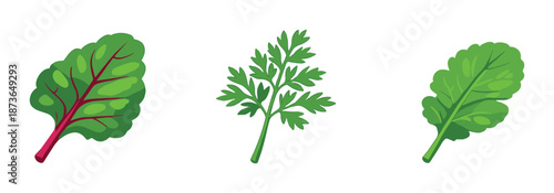 Vibrant green leaves against black background: chard, parsley, spinach