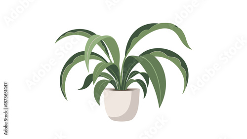 Green indoor houseplant with long leaves growing in a white ceramic pot isolated on a plain white background for interior decoration.