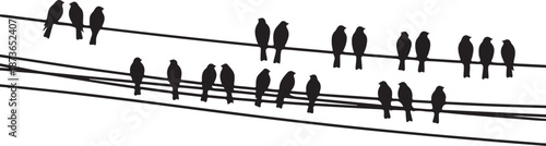 Birds silhouette on electrical wires | Premium Vector