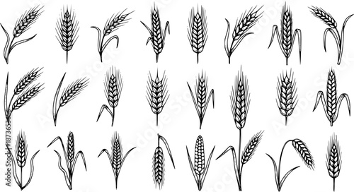 Hand-Drawn Wheat Ears Illustration