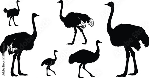 Ostrich silhouettes collection showing adult and chick poses, wild African bird wildlife theme, black vector illustration set for nature, safari, design use