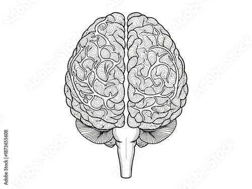Detailed anatomical illustration of the human brain showing internal structures