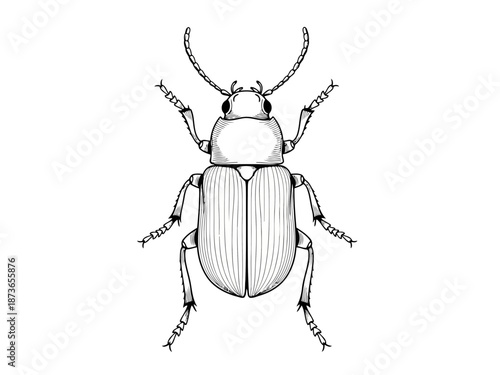 Black and yellow beetle with long antennae walking on surface