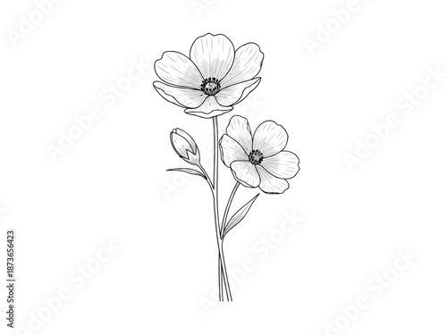 Elegant single white anemone flower with delicate petals and green stem