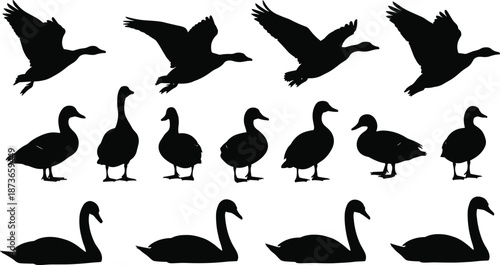 Collection of waterfowl silhouettes illustration set, flying ducks geese and swimming swans icons, wild birds nature and wildlife vector design elements for outdoors,