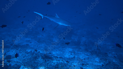 Konstfotografi Underwater photography of Grey reef shark