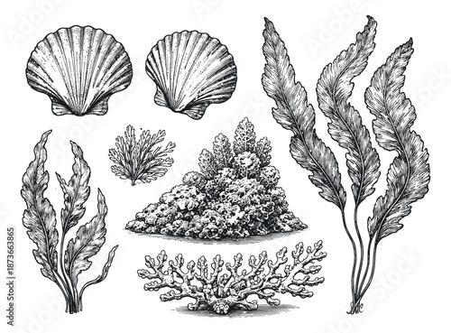 Hand drawn line art underwater elements set featuring seashells, seaweed, and coral reef for marine themed designs