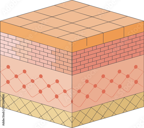 Cross section of human skin layers showing epidermis dermis and subcutaneous tissue, anatomical 3d diagram for dermatology medical education and healthcare