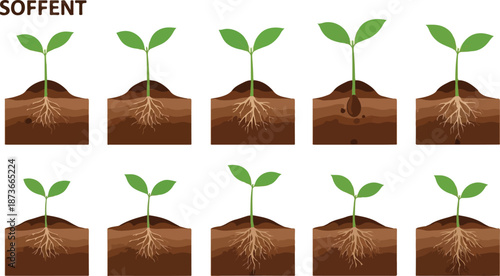 Seedlings growing in soil with visible roots and leaves from various viewpoints