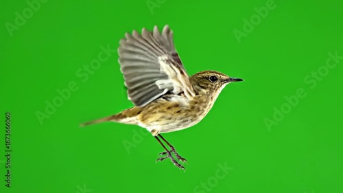 Little bird flying sequence on a green screen background, ideal for nature documentaries and