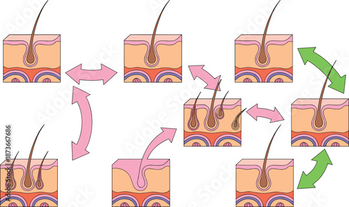 Medical illustration of human hair growth cycle phases showing follicle development within skin layers for dermatology education and scientific research purposes