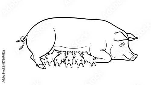 Pig Nursing Newborn Piglets