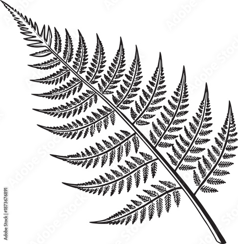 fern leaf isolated on black