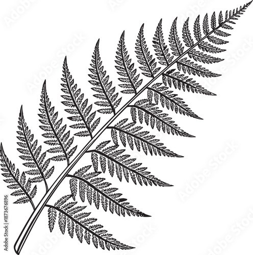 fern leaf isolated on black